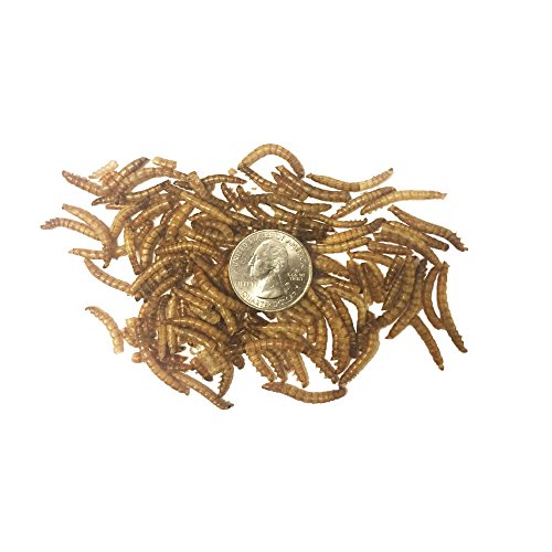 TradeKing 2 lb Dried Mealworms High Protein Treat for Wild Birds