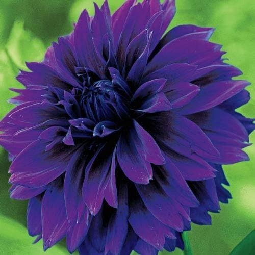Farm Ranch Rare 20pcs Giant Dinnerplate Dahlia American Dawn Dahlia Flower Easy To Grow Exotic Flower Seeds Hardy Perennial Plants Seeds Bulbs Uni Tankers Dk