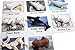 Montessori Arctic Polar Animal Match - Miniature Arctic Animal Toy Figurines with Matching Cards - 2 Part Cards. Montessori learning toy, language materials Busy Bag Activity