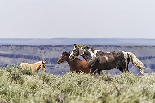 " South Steens Stallion with Mare and Foal "