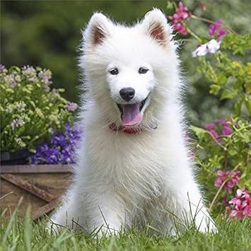 samoyed cocker spaniel mix