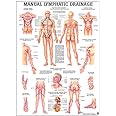 Lymphatic Drainage Laminated Anatomy Chart
