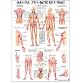 Lymphatic Drainage Laminated Anatomy Chart