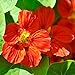 Outsidepride Nasturtium Mahogany Plant Flower Seeds - 200 Seeds primary