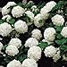 Snowball Viburnum (1 foot tall in trade gallon containers) Common Snow Ball