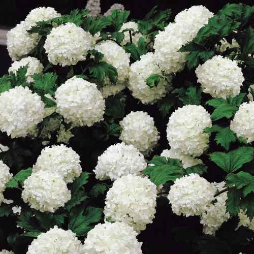 Snowball Viburnum (1 foot tall in trade gallon containers) Common Snow Ball