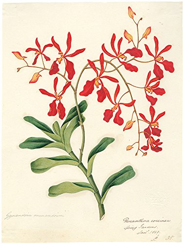 Botanical Sketchbooks: (over 500 years of beautiful botanical sketches by 80 artists from around the - //medicalbooks.filipinodoctors.org