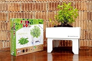 SeedBox SBCUOR-Oregano: Amazon.es: Jardín