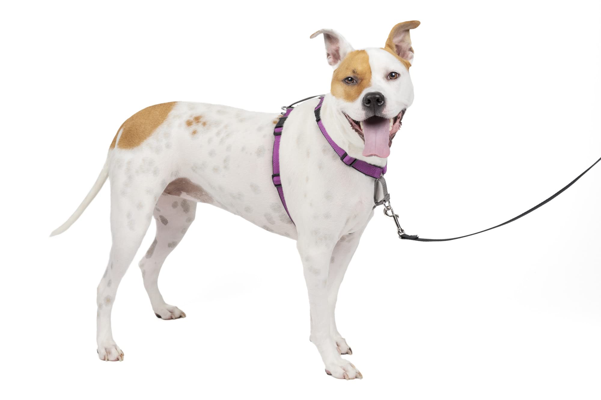 Photo 1 of PetSafe 3 in 1 Dog Harness - No Pull Solution for Dogs - Reflective Dog Harness - Front D-Ring Clip Helps Stop Pulling - Comfortable Padded Straps - Top Handle Enhances Control - Plum - Medium