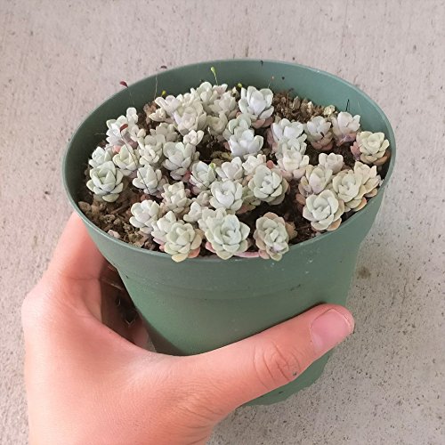 Capo Blanco Sedum spathufolium 'Capo Blanco' (4 inch)
