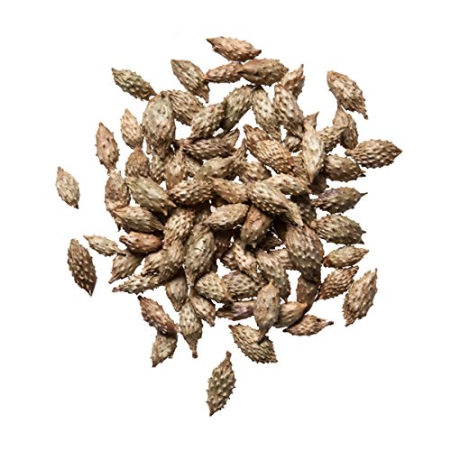 Cang Er Zi Chinese Herb | Cocklebur Fruit Herb - Chinese Herb (1 Oz)