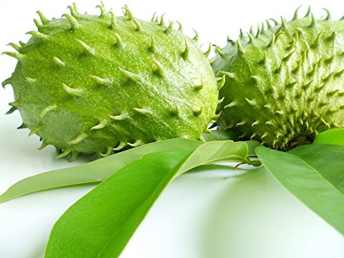 Graviola (Soursop) Organic Fruit Powder, All-Natural Pure Graviola Fruit Powder, Annona Muricata Guanabana (3.52 oz)