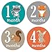 Pinkie Penguin Woodland Animals Baby Monthly Stickers - Milestone Onesie Stickers - Baby Boy - 1-12 Months - Baby Shower Gift