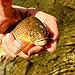 BH Copper John Fly Fishing Nymph Trout Fly Assortment - 6 Flies (Copper)
