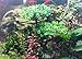HITOP Aquarium Pets Plastic Plants for Fish Tank Decorations, Artificial Pine Tree Aquarium Décorfor Fish or Reptile