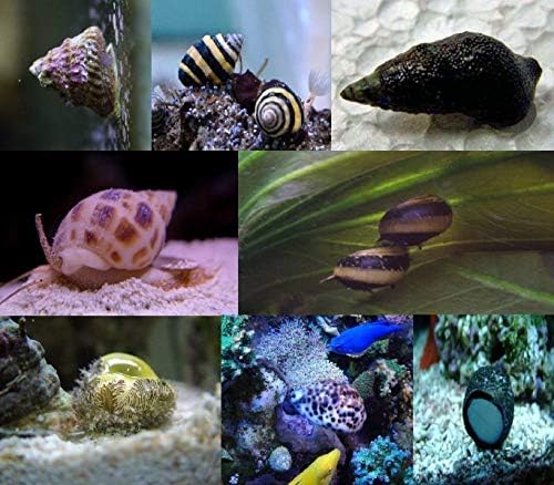 PetExpress 50 Live Snails - Saltwater Clean UP Crew Package - Nassarius, Nerite, Cerith and Turbo Snails