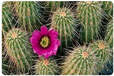Desert Cactus Doormat Entrance Mat Floor Mat Rug Indoor/Outdoor/Front Door/Bathroom Mats Rubber Non Slip Size 23.6 x 15.7 inches