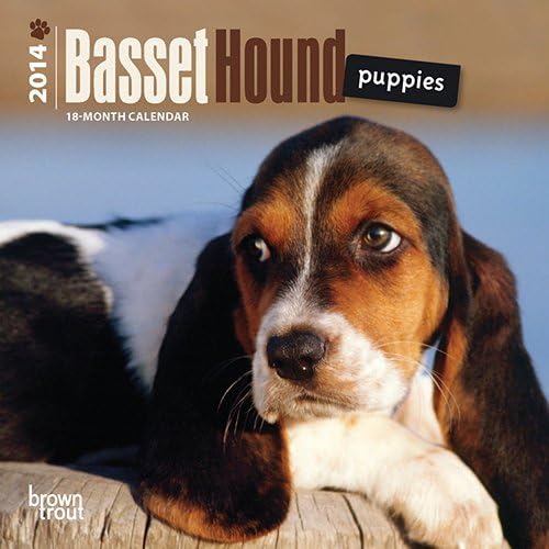 mini basset hound puppies