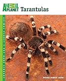 Tarantulas