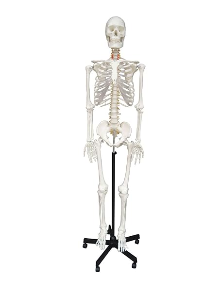 Cranstein A-111 Skelett-Modell lebensgroß 180cm mit Anatomieposter - Anatomie-Modell als Lernmodell oder Lehrmittel