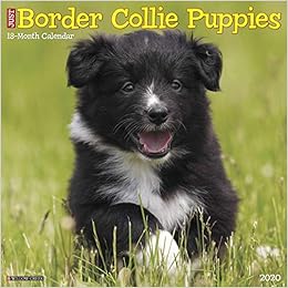 amazon border collie