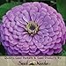 50 Seeds, Dahlia Flowered "Giant Violet" (Zinnia Elegans) Seeds by Seed Needs