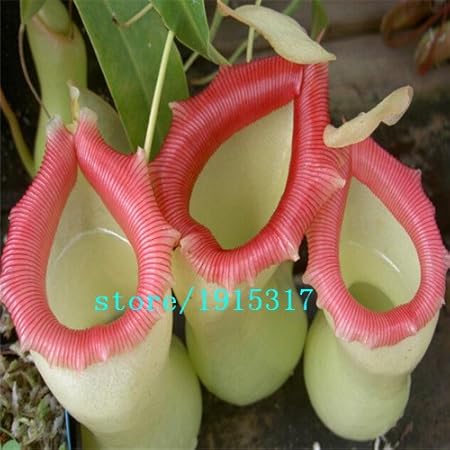 Amazon Co Jp ウツボカズラの植物の種子 種子のウツボカズラ肉食植物の種子 100個 袋 ホーム キッチン