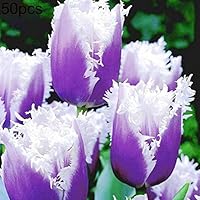 Mggsndi 50Pcs Tulip Seeds Easy Grow Garden Balcony Bonsai Perfume Flower Perennial Plant - Heirloom Non GMO - Seeds for Planting an Indoor and Outdoor Garden Purple Tulip Seeds