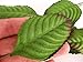 perfect2desire Fake Leaves Green Brown Rose Leaves Mulberry Paper Artificial Leaf Size#1