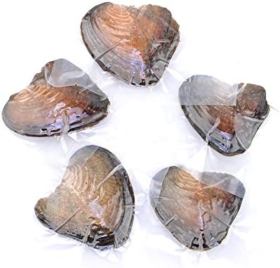 Cultured Freshwater Love Wish Pearl Oyster with Plenty of Pearls Inside (6-7mm)
