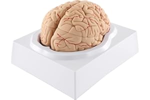 WICHEMI Human Brain Model 9-Part Model of Brain Life Size Brain Anatomy Model w/Display Base for Teaching Neuroscience with Vessels Science Classroom Study Display Learning Medical Model