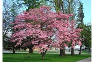 FROZE Pink Flowering Dogwood Tree - Live Plant - 12-18'' Tall Seedling - 2.5'' Pot - Ships Potted - Cornus florida var. rubra