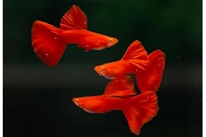 D&A TROPICAL FISH LLC D&A Tropical Live Fish - ABINO Full RED Guppy Live Fish for Aquariums, Live Fish Freshwater (1 Trio (1Male,2Female))
