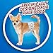 Out! PetCare Disposable Dog Diapers Male, Puppy Belly Band, Potty Training, Doggie Diapers, Belly Bands for Male Dogs, Puppy Training, Incontinence, (XS/S, 12ct)
