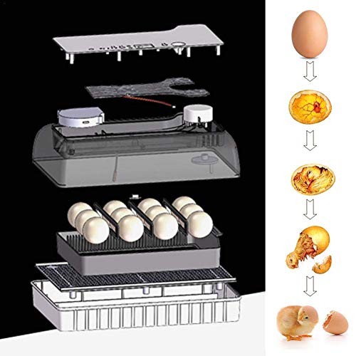 WLDOCA Vollautomatische Brutmaschine 12 Eier Digitale Inkubatoren, LED-Anzeigen Temperaturregelung Automatisches Drehen… – Bild 8