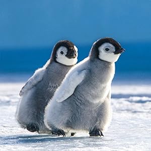 Tierkinder 2016. Broschürenkalender