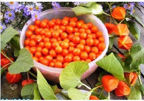 Portal Cool 100 Pcs Physalis Strawberry for Garden Vegetable Bonsai Organic Russian Ukraine