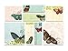 Cavallini Sticky Notes Butterflies