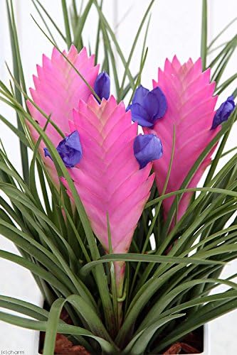 Amazon Co Jp 観葉植物 エアープランツ ティランジア キアネア 花芽２ ３本付き ４ ５号 １鉢 開花終了株 ペット用品