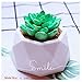 Diamond Shaped Surface Succulent Plant Flower Pot Soap Bottle Mold Silicone Mold DIY Ashtray Candle Holder Mould 8 x 8 x 4cm