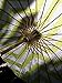 Quasimoon PaperLanternStore.com 32 Inch Light Lime Green Chevron Paper Parasol Umbrella