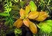 Ludwigia Repens 'Ovalis' - Live Aquarium Plants Freshwater Decorations BUY2GET1FREE