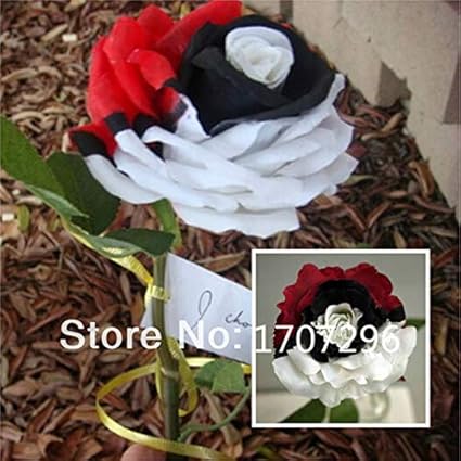 Agrobits 10 Piãšces Pokemon Rose Seeds Black Pearl Rose La