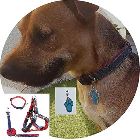New Generation Compagny Collier Harnais Laisse Et Medaille Medaillon Chien Amazon Fr Animalerie
