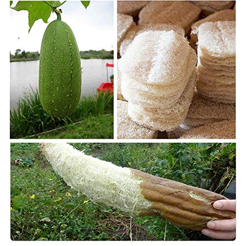 2019 Exfoliating Loofah Pads, 2 Packs Natural Luffa Material Loofah Sponge Shower Body Scruber for Men/Women Bath Spa and Shower - Thumbnail 2