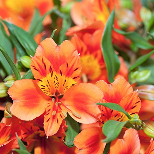 Alstroemeria Amina Peruvian Lily Princess Lily 1 Bloom Orange