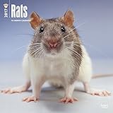 2017 Monthly Wall Calendar - Rats