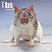 2017 Monthly Wall Calendar - Rats