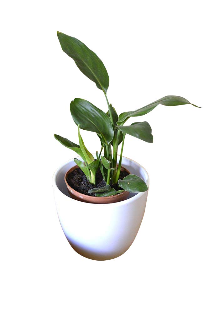 Indoor Plant House or Office Plant Strelitzia Reginae BIRD OF