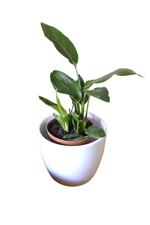 Plante Dintérieur Plante Pour La Maison Ou Le Bureau